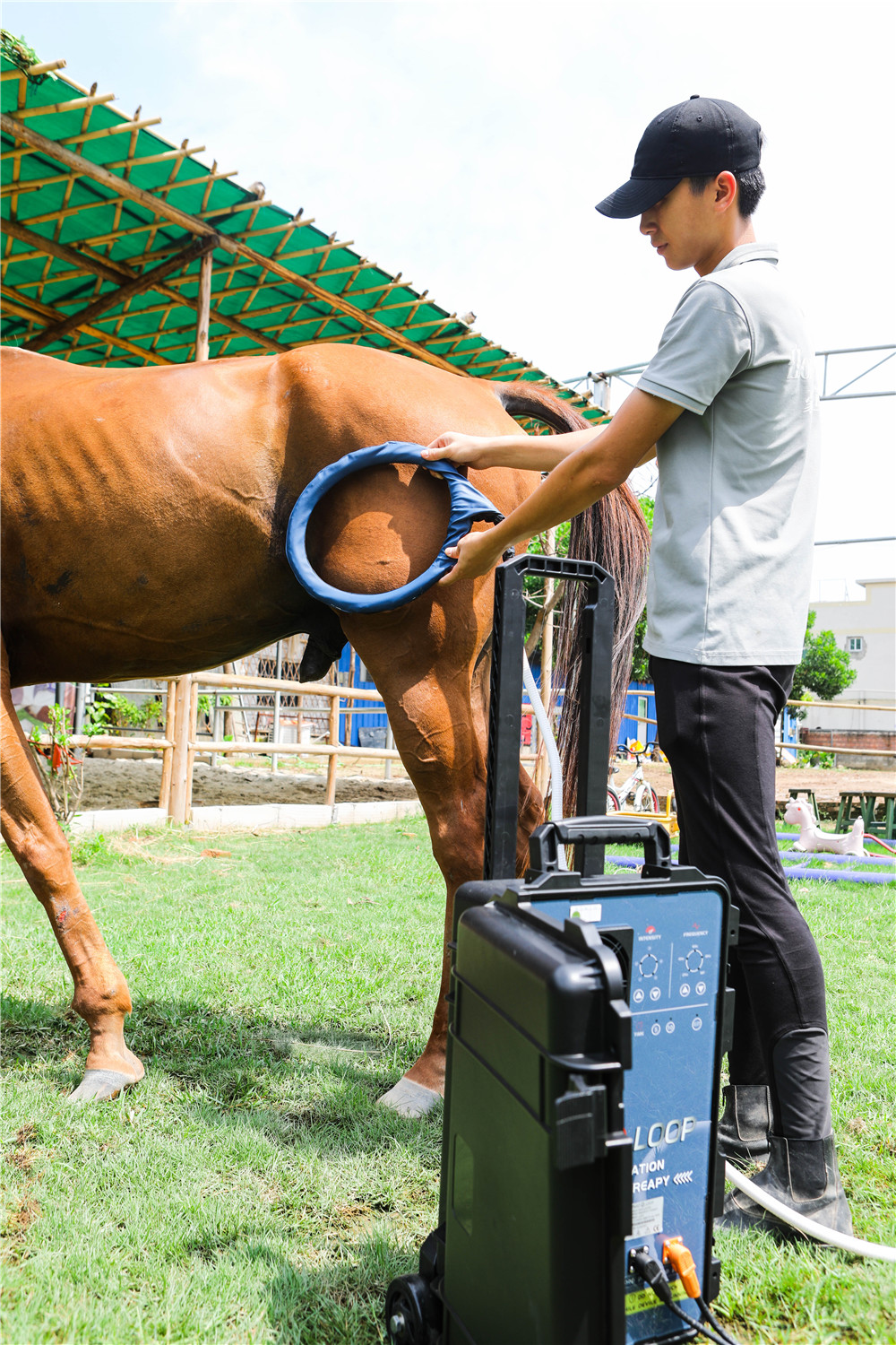 Pemf pmst loop therapy machines for animals